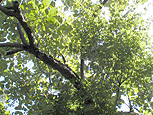 �C���X�gor�X�i�b�v�ʐ^